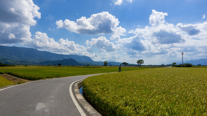 Golden Rice Fields in Chihshang