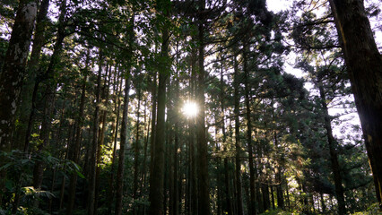 Fototapeta premium Forest Bath at Dongyanshan