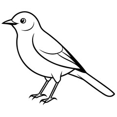 Western bluebird line art vector illustration 