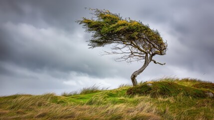 Windswept Tree on a Gloomy Day