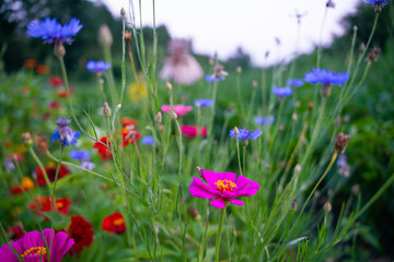 purple flowers in the field