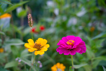 red and yellow flowers