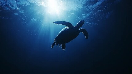 Fototapeta premium Divers encountering a sea turtle during a night dive around Koh Tao, their underwater lights casting a soft glow on the majestic creature swimming peacefully.