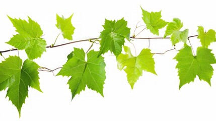 Wholesome Beauty: Exquisite Vine Leaves in Isolated Serenity ( Aspect Ratio)