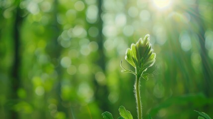 Obraz premium Fresh Green Sprout in Nature with Soft Sunlight
