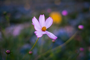 Fototapeta premium cosmos flower in the field