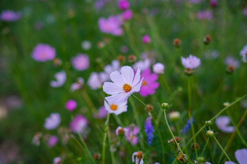 purple and white crocus flowers