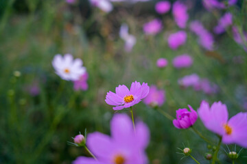 purple and white crocus flowers