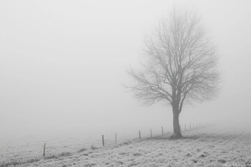 Thick White Fog Background in Nature