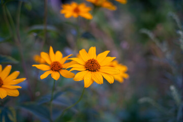 yellow flowers in the garden