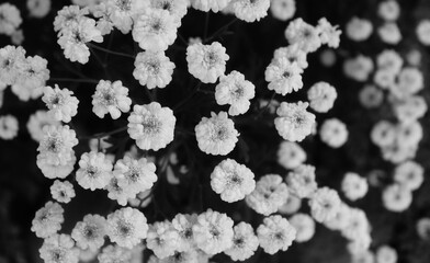 Small Flowers Blooming On A Meadow Grayscale Stock Photo With Soft Focus On The Edges Of Image 
