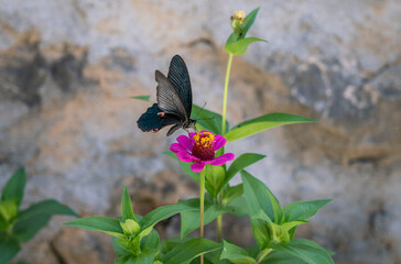 black butterfly on pink flower