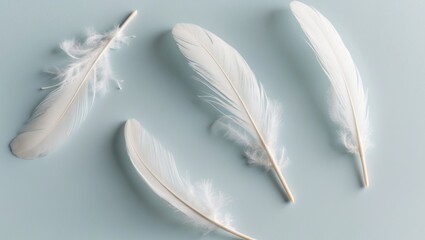 Obraz premium Soft White Feathers on Gentle Blue Background.