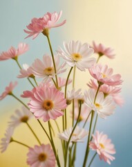 Fototapeta premium Pink and White Flowers on Yellow and Blue Background.