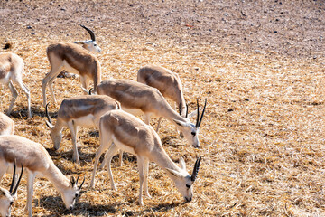 Group of graceful antelopes, with their long, slender legs and elegant horns, graze peacefully in a field of dry, brown grass. African wild animals