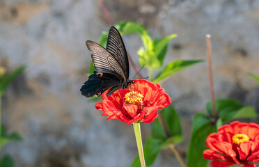 black butterfly on red flower
