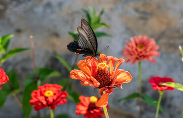 black butterfly on red flower