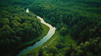 Serene Aerial View of a Lush Green Forest and River