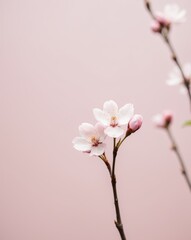 Obraz premium Pink Cherry Blossom Flowers on Pink Background.