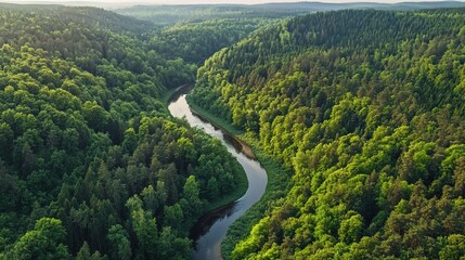 Serene Aerial View of Lush Green Forest and River