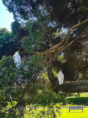 Cockatoos Resting in a Sunlight Park