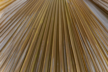 A close up of dried palm leaves arranged in a fan pattern. The texture highlights the natural lines...