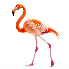 Obraz premium Pink Flamingo Isolated