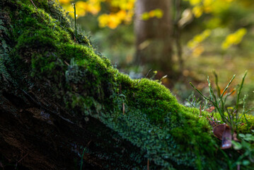 Green moss in the forest. Moss detail close up with selective focus.