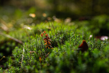 Green moss in the forest. Moss detail close up with selective focus.