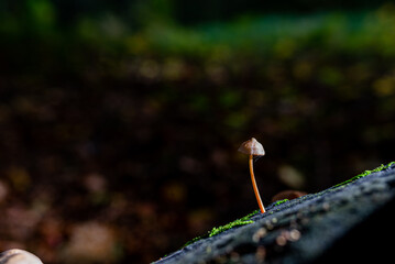 Small poisonous mushrooms growing in the forest. Close up. Selective focus.