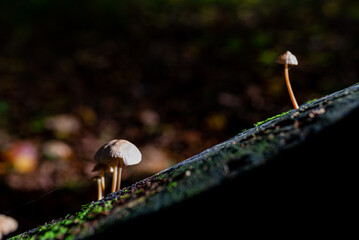 Small poisonous mushrooms growing in the forest. Close up. Selective focus.