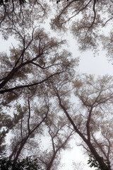 Looking up at tree branches covered in fog on a misty morning