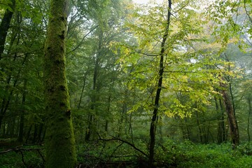 forest in the morning at autumn