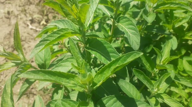 Bunch of mentha longifolia plants also known as horsemint, wild mint and horse mint in sun light. Closeup view 