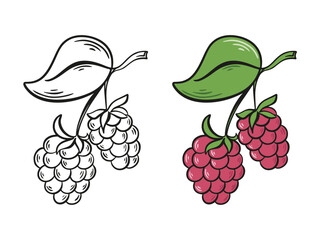 Ripe juicy raspberry on branch with leaves ink sketch and color version. Raspberry hand drawn engraving isolated. Healthy organic food. Raspberry label or icon, vector graphics