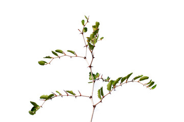 A branch of Ziziphus lotus in autumn