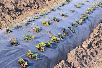 Newly planted strawberry seedlings in mulched planting beds in a field