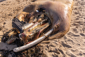 Fin whale carcass decaying on the sand, ribs exposed