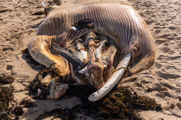 Close-up of whale carcass with visible bones and decay