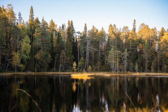 autumn landscape with yellow forest, Oulanka National park, Finland