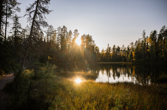 autumn landscape with yellow forest, Oulanka National park, Finland