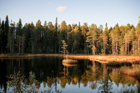 autumn landscape with yellow forest, Oulanka National park, Finland