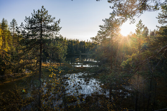 autumn landscape with yellow forest, Oulanka National park, Finland