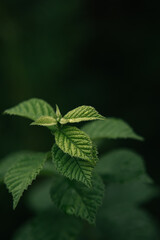 young leaves on a bush branch