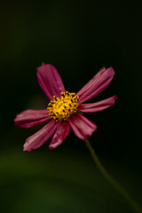 Obraz premium decorative pink flower on a thin stem