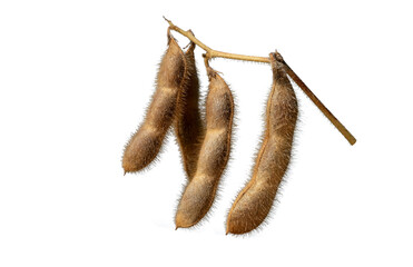 Dry beans of soybean at harvesting time in autumn