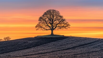 Majestic Tree at Sunset Over Rolling Landscape