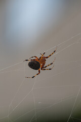 spider on web