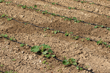Irrigating zucchinies zucchini seedlings planted in a field using drip irrigation system 