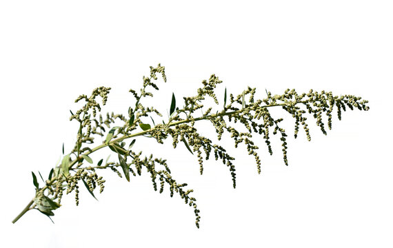 A branch of the white goosefoot or lambsquarters (Chenopodium album) isolated on white background